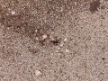 Ants Busy Before the Rain