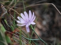 Nature Hike Flower